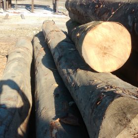 Gỗ logs dẻ gai xuất xứ Châu âu