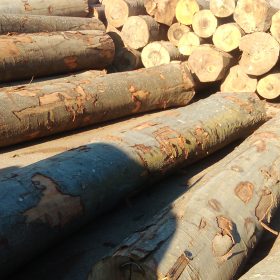 Gỗ logs dẻ gai xuất xứ Châu âu