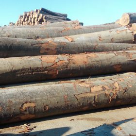 LOGS Beech from Europe